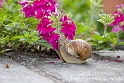 Escargot 7635_wm